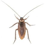 amerikansk kakerlak