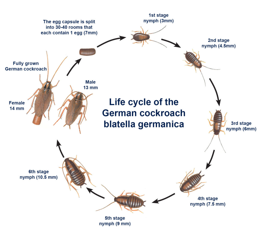 Life cycle of the German cockroach Blatella Germanica