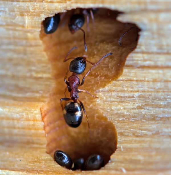 Insekter der spiser træ