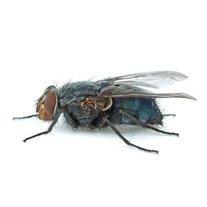 nye-skadedyr-big-blue-redhead-fly-calliphora-vicina-2023-11-27-05-03-37-utc